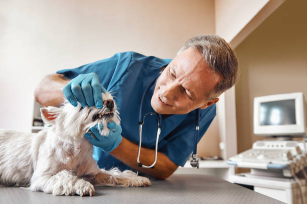 Best Emergency Dental Services for Seniors in Los Angeles, CA